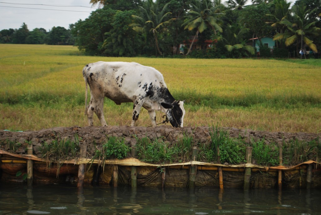 Kerala backwaters - Just a cow